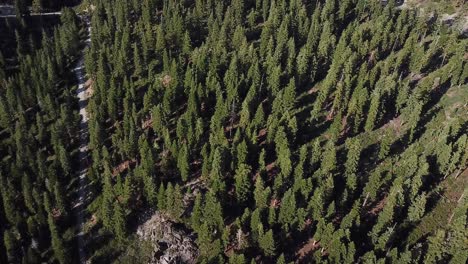 Coniferous-Forest-and-Roads-in-Sierra-Nevada-USA,-Near-Lake-Tahoe,-Cinematic-Tilt-Up-Aerial
