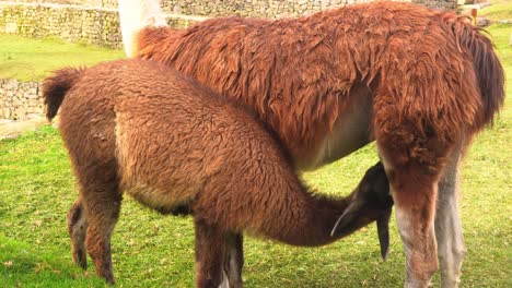 Young-Brown-Alpaca-Suckling-Milk-From-Its-Mother---close-up