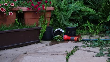 Garden-watering-hose-lying-between-ferns-and-green-plants-with-red-flowers-in-planters