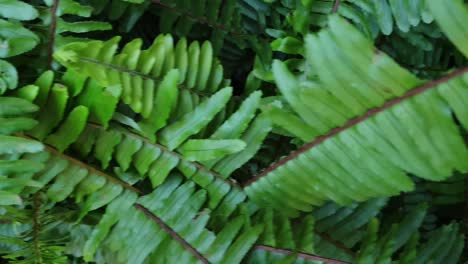 Beautiful-big-emerald-green-healthy-forest-ferns-growing-under-shade,-slow-moving-pan-across-the-fern-leaves