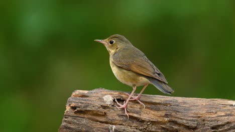 Siberian-Blue-Robin,-female,-Larvivora-cyane,-perched-on-a-dried-log-while-singing-a-tune,-looks-around,-then-jumps-off-to-the-ground-to-find-some-food