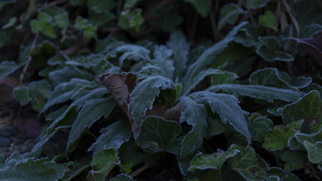 Time-lapse-of-weed-plant-freezing-while-the-sun-is-setting