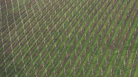 Grapevine-rows-on-a-hillside,-aerial-view-of-vineyard-in-winter,-early-spring