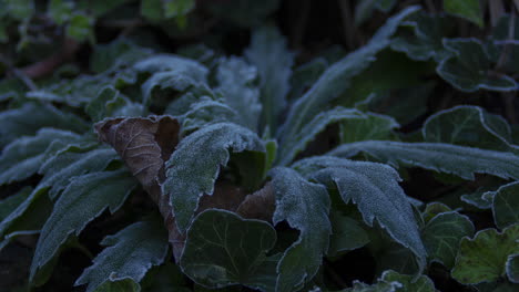 Time-lapse-of-weed-plant-freezing-while-the-sun-is-setting---zoom-out