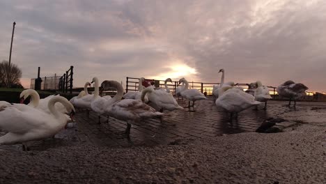 Geese-gathered-on-canal-channel-waterway-at-early-morning-sunrise