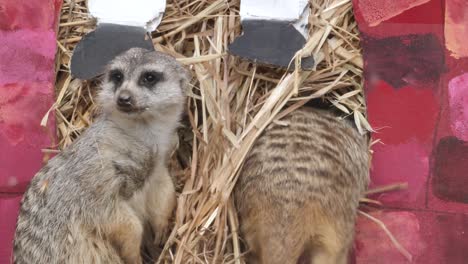 A-group-of-Meerkats-play-in-a-bale-of-hay