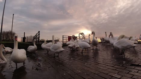 Geese-gathered-on-canal-channel-waterway-at-early-morning-sunrise