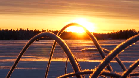 Slider-shot-behind-frosty-hay,-of-people-ice-fishing,-on-frozen-sea,-in-the-Kvarken-archipelago,-at-sunset,-sunny,-winter-evening,-in-Ostrobothnia,-Finland