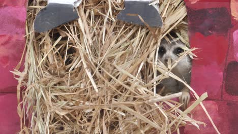 A-playful-meerkat-pops-his-head-out-of-a-bale-of-hay