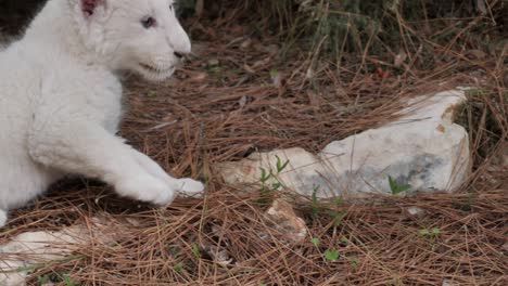 Close-up-of-a-rare-white-lion-cub
