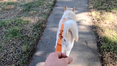 Walking-a-white-husky-dog-on-a-leach-down-the-sidewalk-on-a-sunny-day