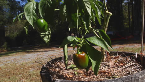 Bell-pepper-plant-with-pepper-turning-red