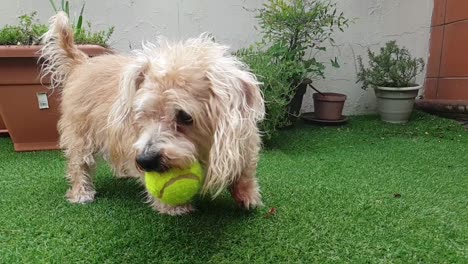 Cute-small-friendly-golden-brown-dog-with-curly-hair-and-short-legs-running-after-and-playing-with-a-yellow-tennis-ball