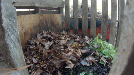 looking-inside-DIY-pallet-compost-bin-adding-fall-leaves-to-pile