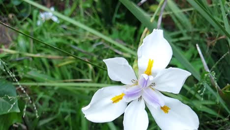 A-wild-iris-with-white-flowers,-japanese-iris,-african-iris-with-a-slow-motion-pan-down-to-the-evergreen-foilage-and-green-grass
