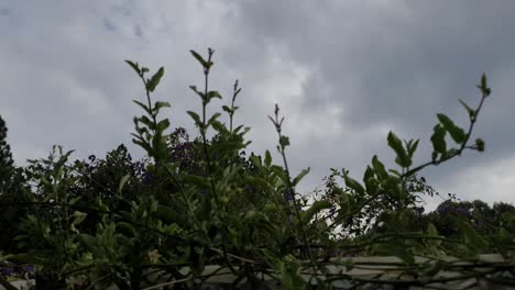 Niedrige-Perspektive-Mit-Blick-Auf-Den-Himmel-Hinter-Der-Wand-Mit-Grünen-Schlingpflanzen-Im-Zeitraffer-Der-Sich-Bewegenden-Himmelswolke-Im-Hintergrund