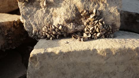 Conchas-De-Mejillones-Pegadas-Naturalmente-A-Las-Piedras-De-La-Costa