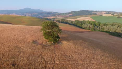Aerial-over-tree-Orcia-Valley-in-Tuscany-Italy