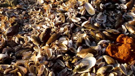 Panning-shot-of-many-dead-mussels-shells