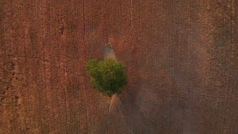 Aerial-pan-down-over-lone-tree-in-a-Tuscan-field-in-Italy
