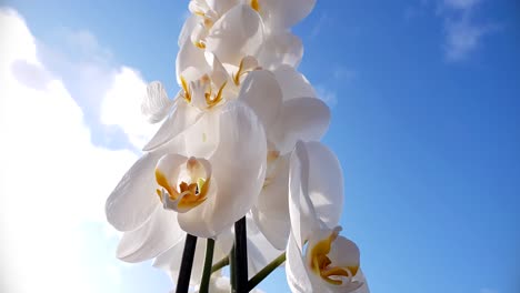 Schöne-Weiße-Orchideenblüte,-Niedriger-Winkel,-Der-Sich-Zum-Blauen-Himmel-Neigt