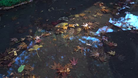 Fallen-leaves-of-different-kinds-of-plants-and-trees-floating-in-a-clear-water-pond---Still-Shot