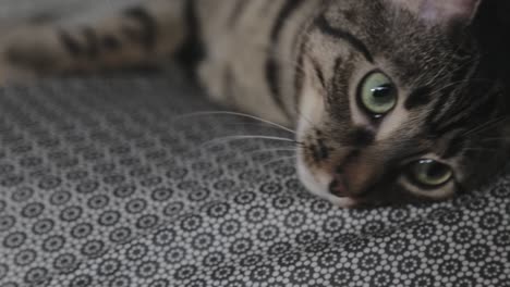 Domestic-Cat-Resting-On-The-Bed---Closeup-Shot