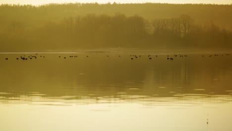 Explorer-walking-near-some-birds-resting-on-a-calm-lake-during-a-yellow-foggy-sunset