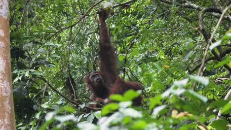 Slow-motion-shot-of-wild-orangutan-hanging-from-tree-eating-in-Bukit-Lawang,-Sumatra,-Indonesia