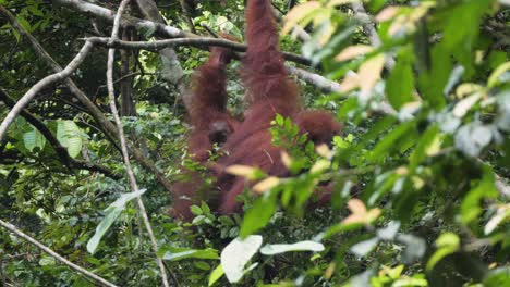 Slow-motion-shot-of-wild-orangutan-mother-and-baby-hanging-in-tree-in-Bukit-Lawang,-Sumatra,-Indonesia