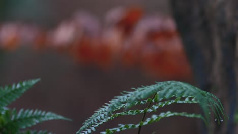 Focus-Pull-Between-Red-Leaves-and-Green-Fern