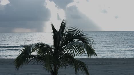 Static-shot-of-palm-tree-waving-on-shore-of-tropical-sea