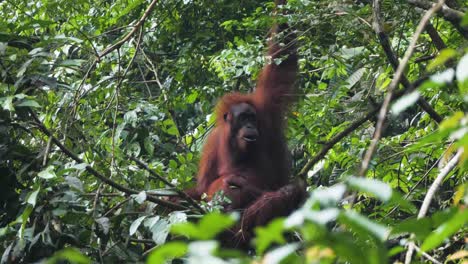 Wild-female-orangutan-with-baby-eating-leaves-in-Bukit-Lawang,-Sumatra,-Indonesia