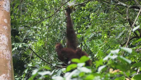 Wild-orangutan-hanging-from-tree-eating-in-Bukit-Lawang,-Sumatra,-Indonesia
