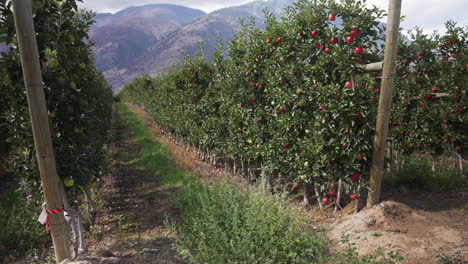 Rows-of-apple-trees-in-an-orchard,-mountains-in-background