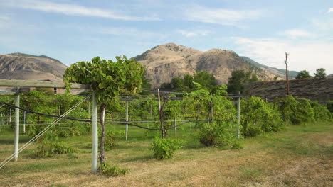Panoramic-shot-of-beautiful-vineyard-with-mountains-in-the-background