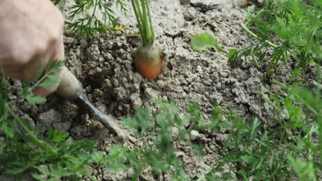 Close-up-shot-Farmer's-hands-picking-carrot-Organic-farm,-Europe
