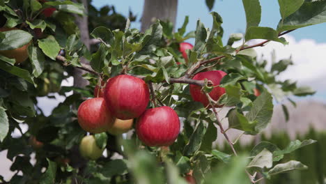 Bündeln-Sie-Saftige-Rote-Äpfel,-Die-An-Einem-Ast-In-Einem-Obstgarten-Hängen
