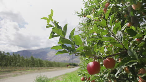 Äpfel-Hängen-Vom-Apfelbaum-Im-Obstgarten