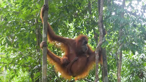Wild-orangutan-mother-hanging-in-trees-with-baby-in-Bukit-Lawang,-Sumatra,-Indonesia-in-slow-motion
