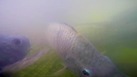 Underwater-images-of-Tilapia-fish-inside-a-fish-farm-in-San-Luis-Potosí-Mexico