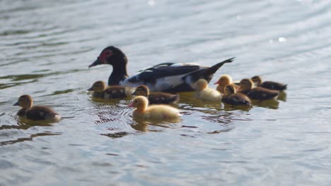 Duck-with-Ducklings-Swimming-in-Lake