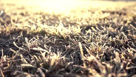 Amazing-morning-sunrise-with-hoarfrost-on-grass