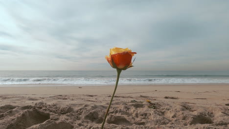 A-single-orange-Rose-on-the-sandy-beach---Close-up