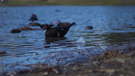 Ducks-Bathing-in-Polluted-Lake
