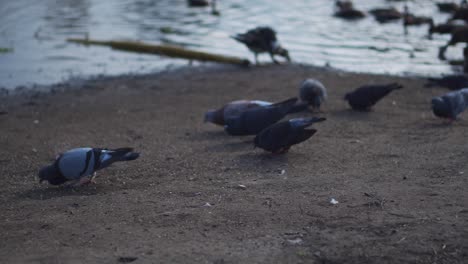 Tauben-Und-Enten,-Die-In-Der-Nähe-Des-Sees-Fressen
