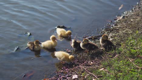 Adorable-Group-of-Ducklings-on-Side-of-Lake