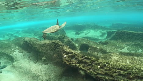 Sea-turtle-swimming-over-sea-floor-in-beautiful-blue-ocean