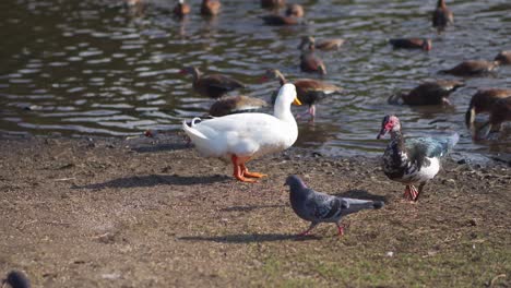 Große-Weiße-Ente,-Die-Zwischen-Braunen-Und-Schwarzen-Enten-Läuft
