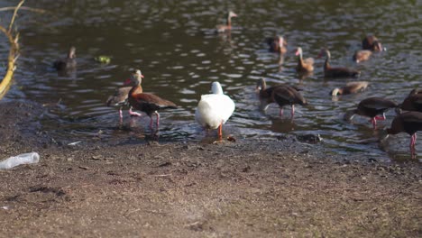 Weiße-Ente,-Die-In-Den-See-Geht